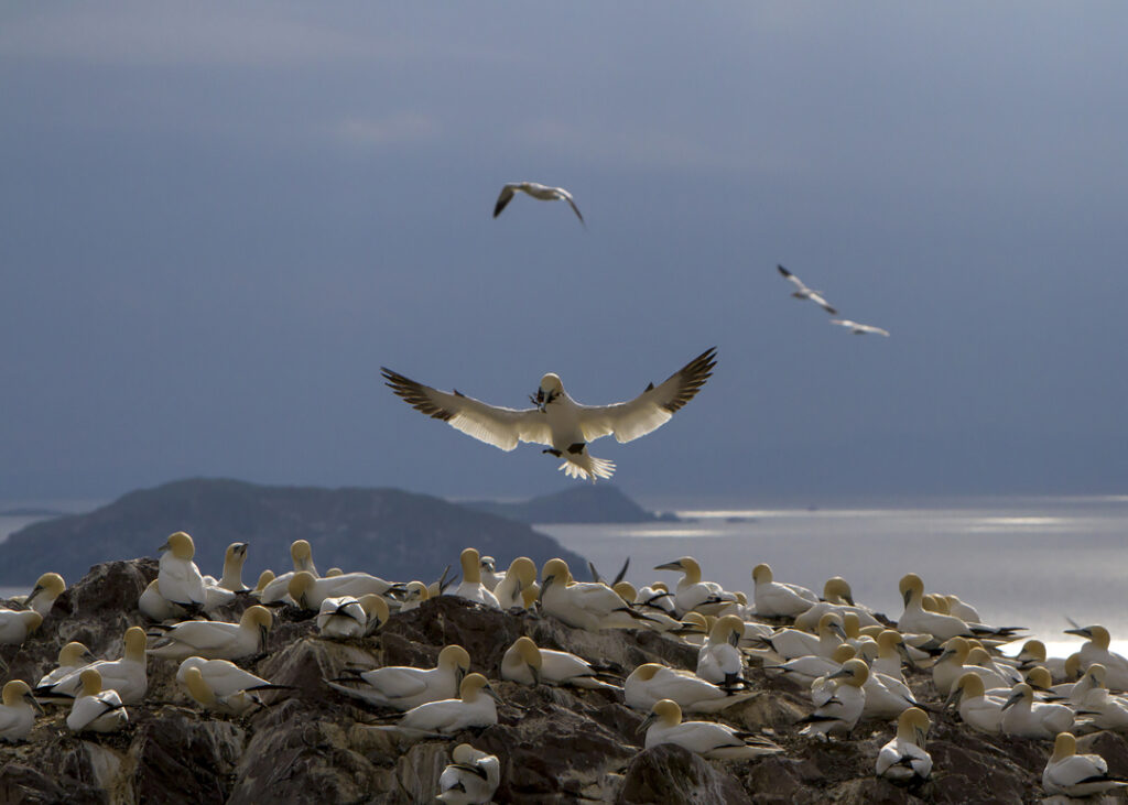 Havssula, Bass Rock