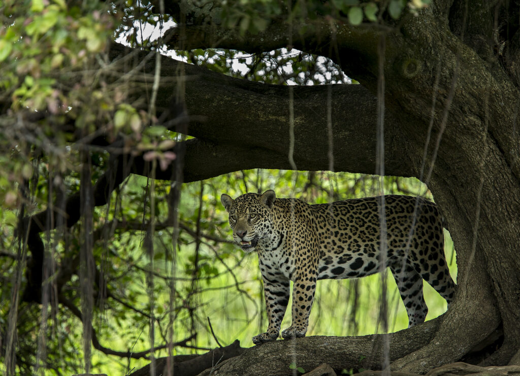 Fotoresor till Pantanal | Jaguarer