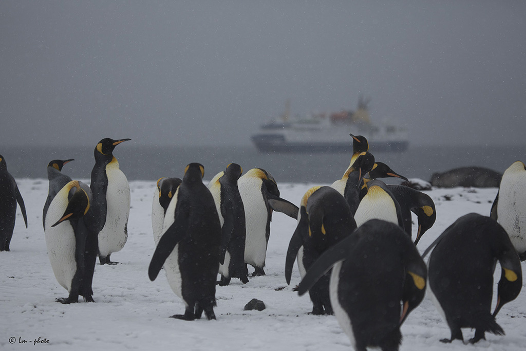 Vårt expeditionsfartyg Ocean Nova sedd från pingvinstrand