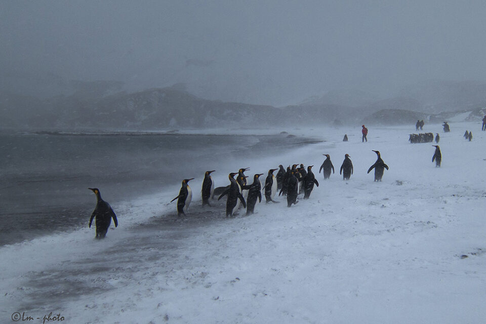 Pingviner kommer upp ur havet