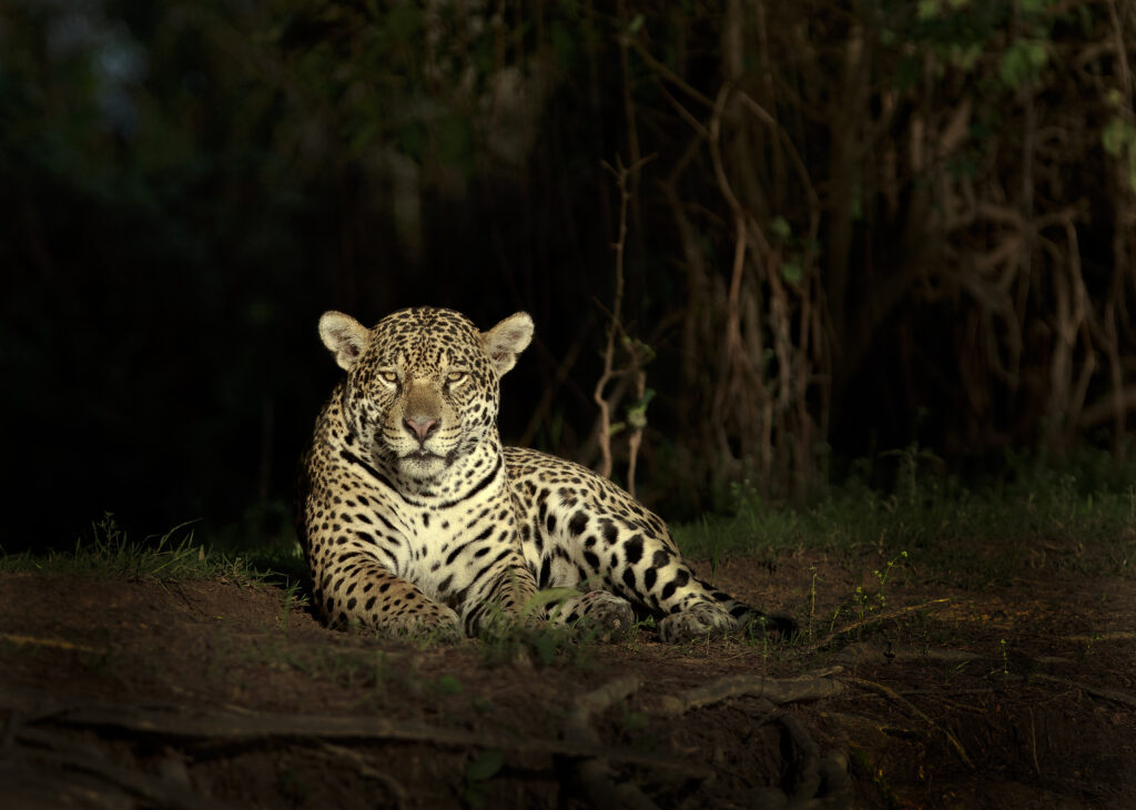 Jaguar i Pantanal, Brasilien