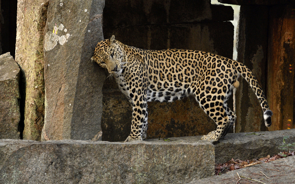 Jan Fleischmann | Leopard | Indien