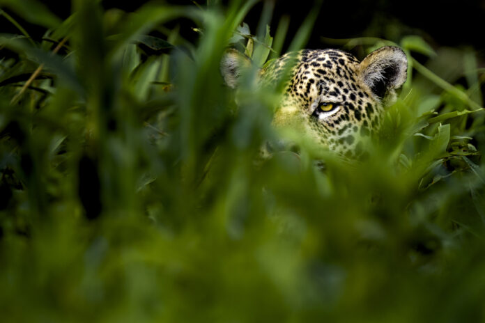 Fotoresa till Pantanal | Jaguarer