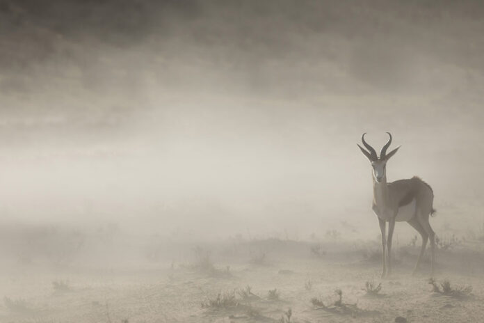 Springbock på fotoresa i Kalahari