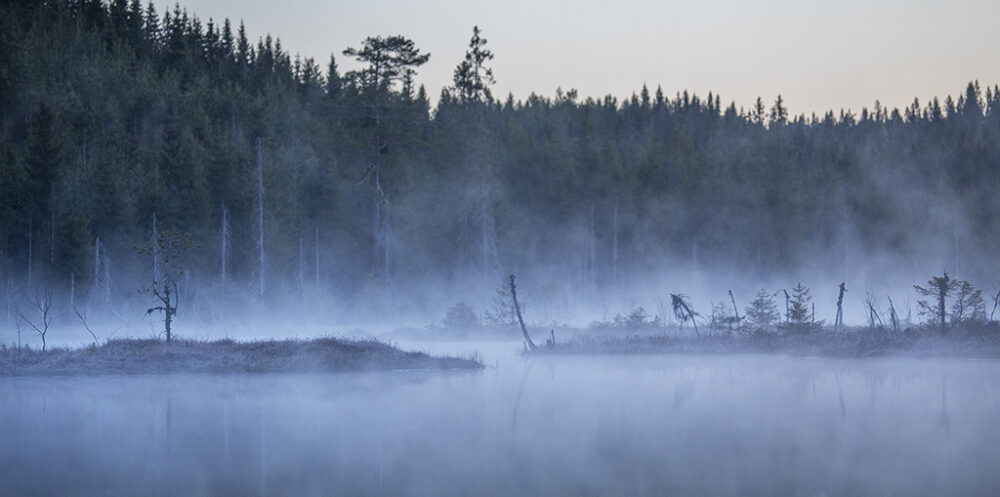 Bäver i Värmland