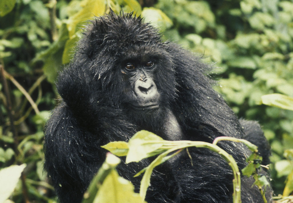 Bergsgorilla I Rwanda